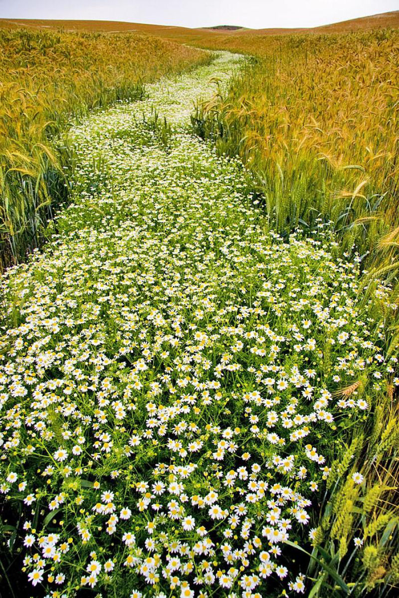 A stream of flowers between fields of wheat (credit: unknown, copyright orphan)